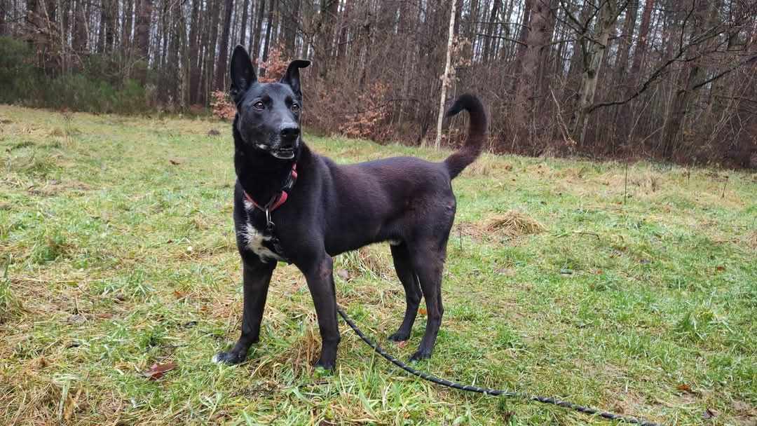 Zdjęcie zwierzęcia